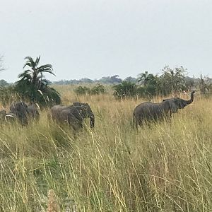Elephants Caprivi Namibia