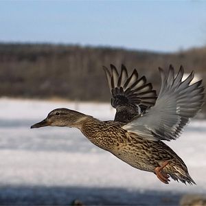Wild Duck in Romania