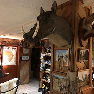 Warthog Shoulder Mount Taxidermy