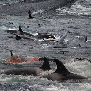 Killer Whales attacking a Blue Whale