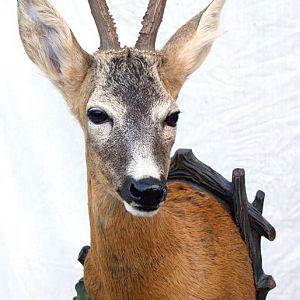 Roe Deer Shoulder Mount Taxidermy