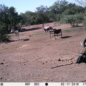 White & Common Blesbok & Nyala Trail Cam Pictures South Africa