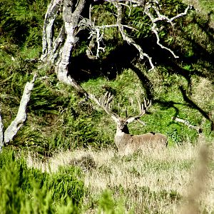 Red Stag New Zealand