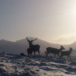 Red Stag in Scotland