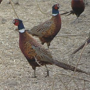 Pheasants in Romania