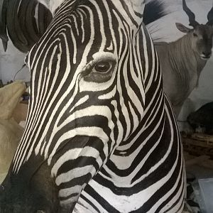 Zebra Pedestal Taxidermy
