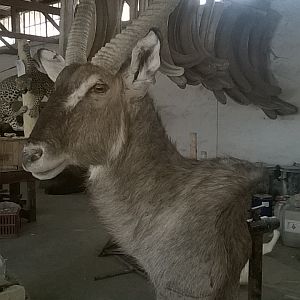 Waterbuck Shoulder Mount Taxidermy