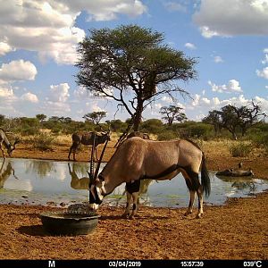 Trail Cam Pictures of Gemsbok in Namibia