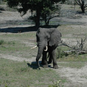 Elephant South Africa