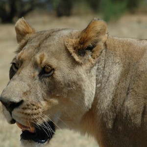 Lionness South Africa