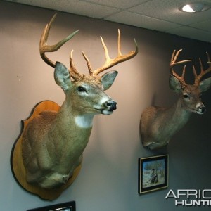 Whitetail and Coues