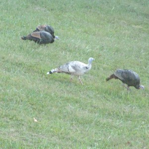 Albino Turkey