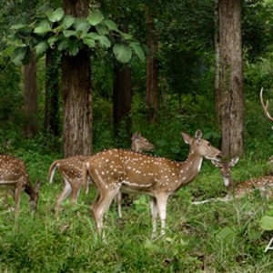 Chital Deer group, India