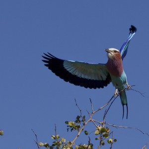 Lilac Breasted Roller