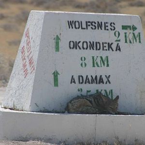 Etosha Jackal