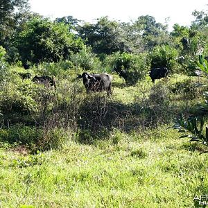 Wild Buffalos