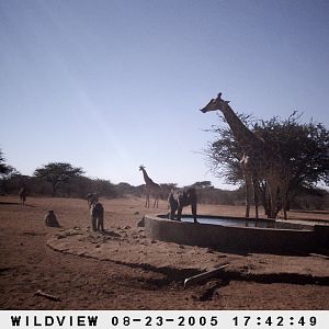 Gemsboks, Giraffes and Baboons, Namibia