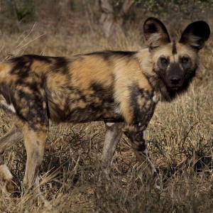 African Wild Dog