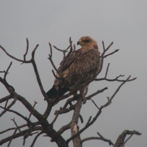 Prey bird South Africa