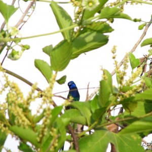 Hummingbird blue throat