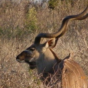 Kudu, Botswana