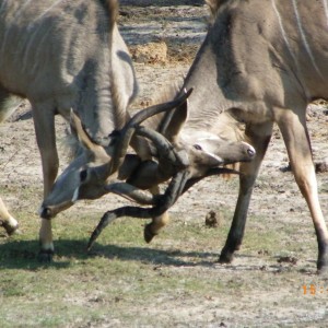 Kudu, Botswana