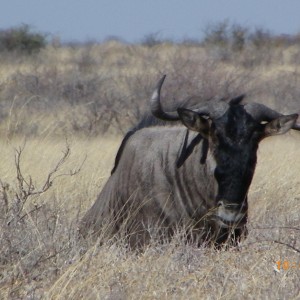 Blue Wildebeest, Botswana