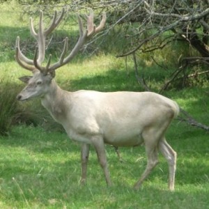 White Stag in France