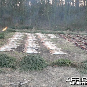 Hunting Hare and Pheasant