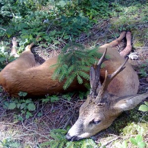 Roe Deer Hunt