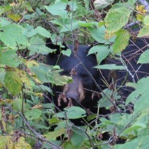 Black Bear Canada