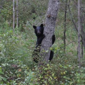 Black Bear Canada