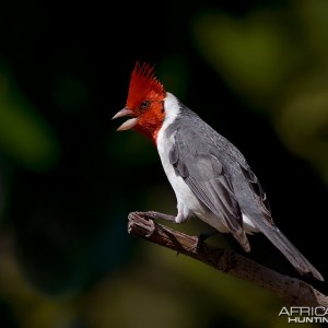 Brazilian Red Head Cardinal