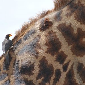 Giraffe Masaai Mara in Kenya