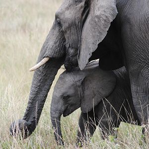 Elephant Masaai Mara in Kenya