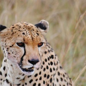 Cheetah Masaai Mara in Kenya