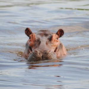 Hippo in the Nile River