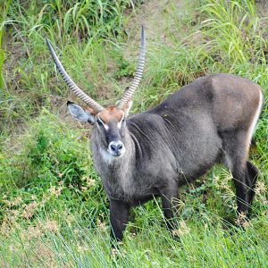 Waterbuck on the banks of the Nile