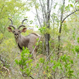 Kudu in Zimbabwe