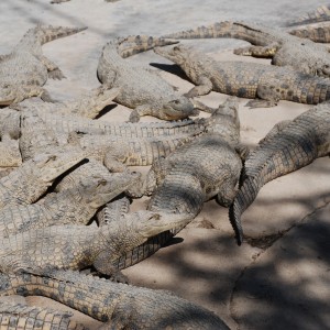 Crocs at Croc farm in Namibia