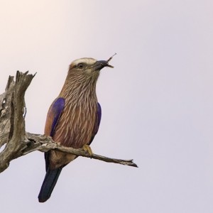 Lilac Breasted Roller South Africa