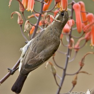Bird South Africa