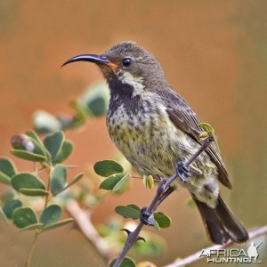 Bird South Africa