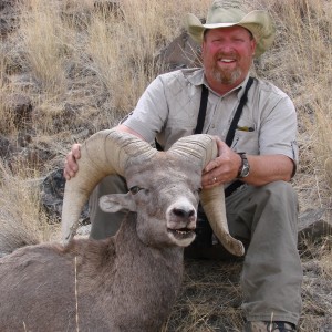 Owyhee Bighorn Sheep