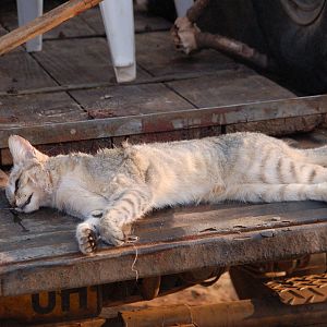 African Wild Cat