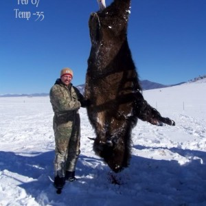 Bison Hunt in Colorado