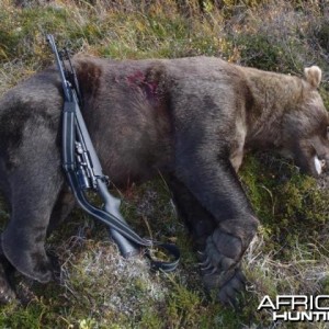 9 foot 2 Brown Bear hunt in SW Alaska with a 27 and 7/16 inch skull