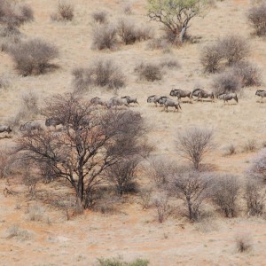 Blue Wildebeest in Namibia
