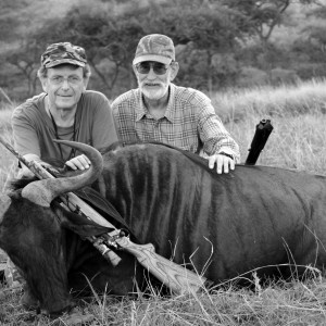 Blue wildebeest hunted in South Africa