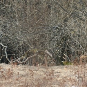 Accidental meeting, young roe deer buck and mouflon, Croatia